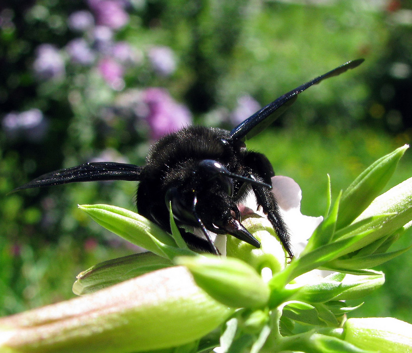 Impollinazione...ma non solo...(perforazione del calice)